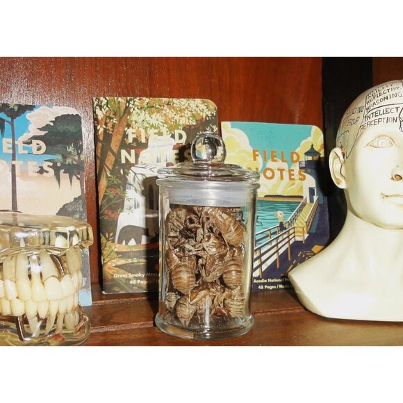 Glass Apothecary Oddity Jar with 13 Large Cicada Skins curiosity witchy goth - Picture 8 of 12